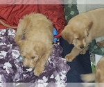 Small Photo #18 Labradoodle Puppy For Sale in WASHOUGAL, WA, USA