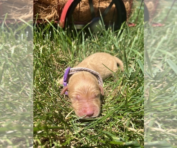 Medium Photo #3 Golden Retriever Puppy For Sale in NEOLA, WV, USA