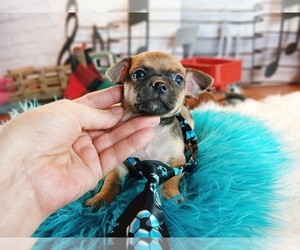Chihuahua Puppy for sale in CARTHAGE, TX, USA