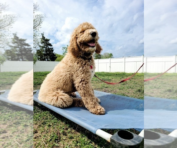 Medium Photo #14 Goldendoodle Puppy For Sale in WILLIS, TX, USA