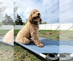 Small Photo #14 Goldendoodle Puppy For Sale in WILLIS, TX, USA