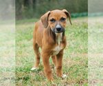 Small Photo #16 Boxer-Unknown Mix Puppy For Sale in McKinney, TX, USA