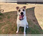 Small #1 Mutt