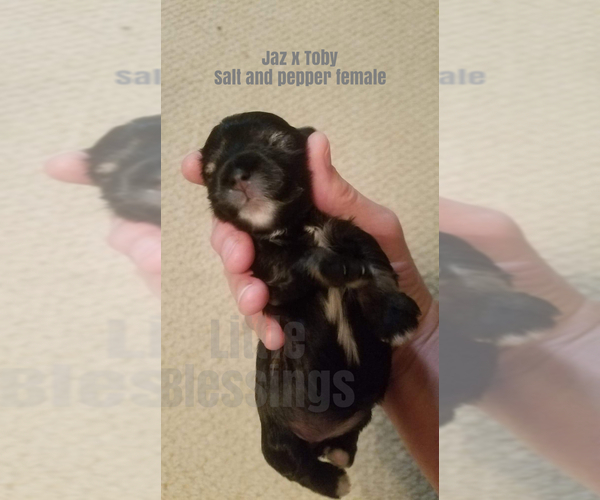 Medium Photo #2 Schnauzer (Miniature) Puppy For Sale in TENAHA, TX, USA