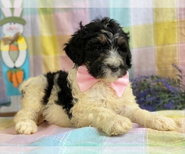 Medium Photo #4 Bernedoodle Puppy For Sale in LANCASTER, PA, USA