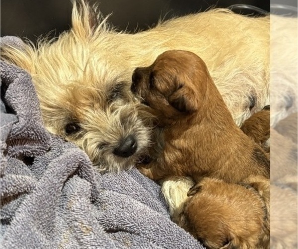 Medium Photo #47 Poocan Puppy For Sale in FAIR OAKS, CA, USA