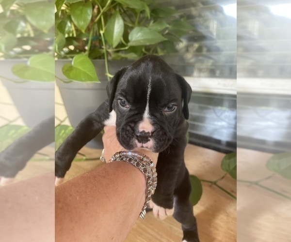 Medium Photo #4 Boxer Puppy For Sale in CONROE, TX, USA