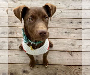 Labrador Retriever-Unknown Mix Dogs for adoption in Sandy, UT, USA