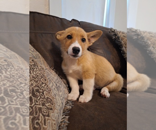 Medium Photo #8 Pembroke Welsh Corgi Puppy For Sale in SHILOH, OH, USA