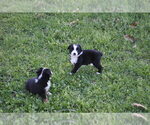 Small Photo #19 Miniature Australian Shepherd Puppy For Sale in SWAN, TX, USA