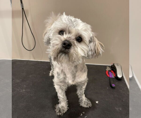 Medium Photo #3 Lhasa Apso-Unknown Mix Puppy For Sale in Rochester, NY, USA