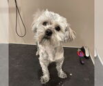 Small #2 Lhasa Apso Mix