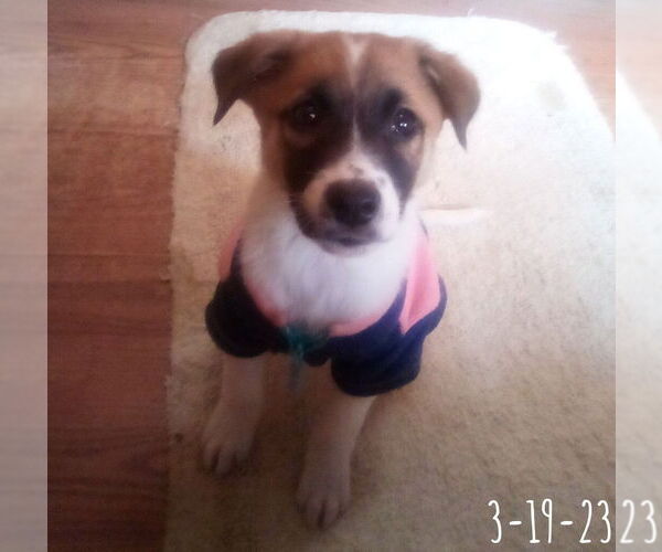 Medium Photo #17 Mutt Puppy For Sale in Apple Valley, CA, USA