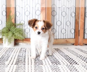 Papillon Puppy for sale in NAPLES, FL, USA