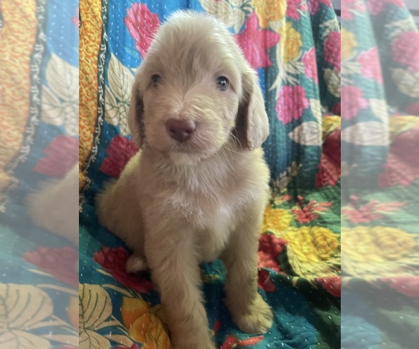 Medium Photo #2 Bernedoodle Puppy For Sale in BUFFALO GAP, TX, USA