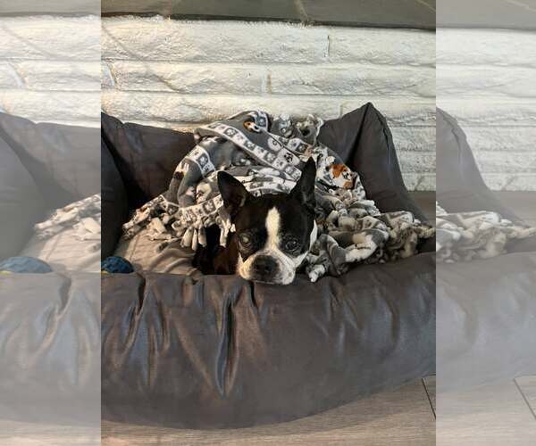 Medium Photo #4 Boston Terrier Puppy For Sale in Huntington Beach, CA, USA