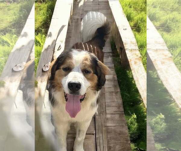 Medium Photo #4 Great Pyrenees-Saint Bernard Mix Puppy For Sale in Oakhurst, NJ, USA