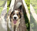 Small #3 Great Pyrenees-Saint Bernard Mix