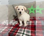Image preview for Ad Listing. Nickname: Litter of 9