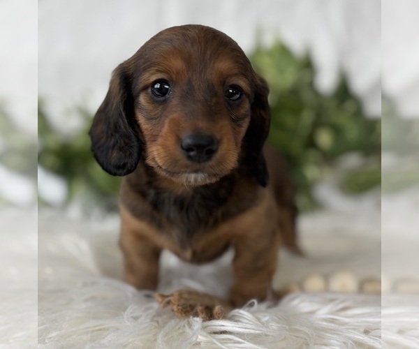 Medium Photo #1 Dachshund Puppy For Sale in ROCK STREAM, NY, USA