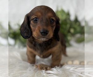 Dachshund Puppy for sale in ROCK STREAM, NY, USA
