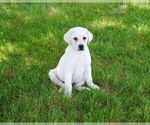 Small #16 Labrador Retriever