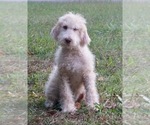 Puppy 5 Labradoodle-Poodle (Standard) Mix