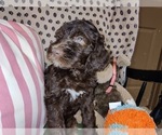 Small Photo #33 Australian Labradoodle Puppy For Sale in W FIELD, NC, USA