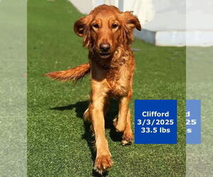 Golden Retriever Dogs for adoption in West Hollywood, CA, USA