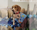 Small #7 Beagle