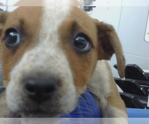 Mutt Dogs for adoption in Woodbury, NY, USA