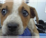 Small Mutt