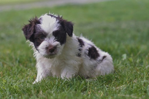 Medium Photo #1 Havanese Puppy For Sale in MANTORVILLE, MN, USA