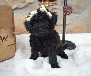 Shih-Poo Puppy for sale in HONEY BROOK, PA, USA