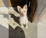 Small #10 Huskies -Labrador Retriever Mix