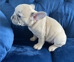 Small Photo #4 French Bulldog Puppy For Sale in EAGLE RIVER, AK, USA