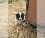 Small Photo #5 Australian Shepherd Puppy For Sale in LEWISBURG, TN, USA