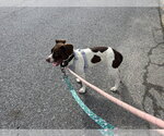 Small #1 Mutt