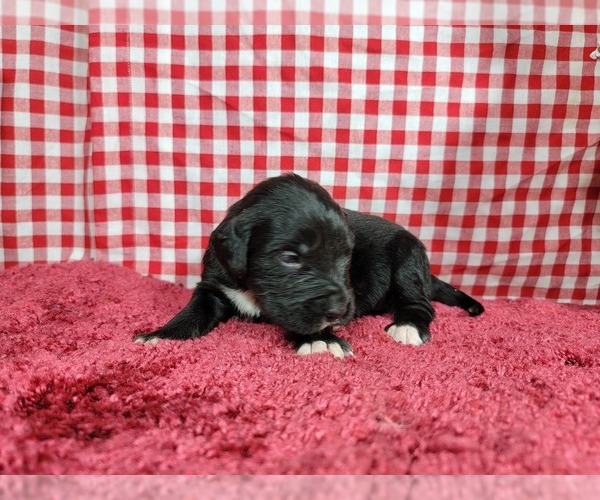 Medium Photo #66 Golden Mountain Dog Puppy For Sale in BLACK FOREST, CO, USA