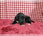 Small Photo #66 Golden Mountain Dog Puppy For Sale in BLACK FOREST, CO, USA