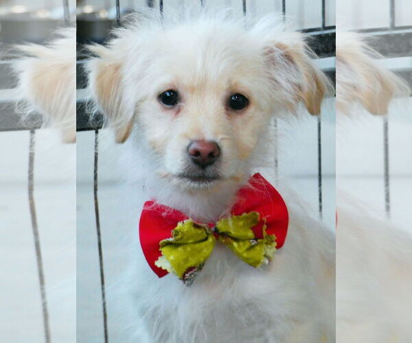 Medium Photo #8 Colonial Cocker Spaniel-Unknown Mix Puppy For Sale in Chino Hills, CA, USA