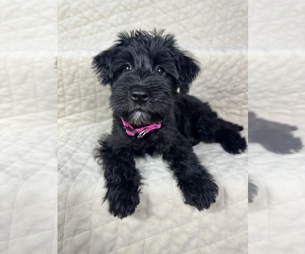 Medium Photo #17 Schnauzer (Miniature) Puppy For Sale in HIGHLAND, CA, USA