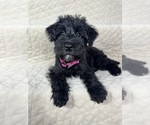 Puppy Puppy 6 Tati Schnauzer (Miniature)