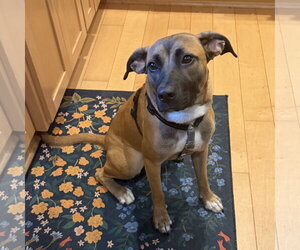 Montreal - Female Mutt Dog for Adoption - Photo #9