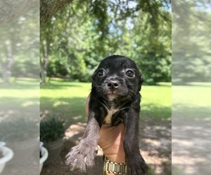 Chiweenie Puppy for sale in BUSH, LA, USA