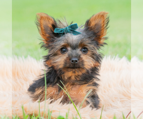 Medium Photo #5 Yorkshire Terrier Puppy For Sale in WARSAW, IN, USA