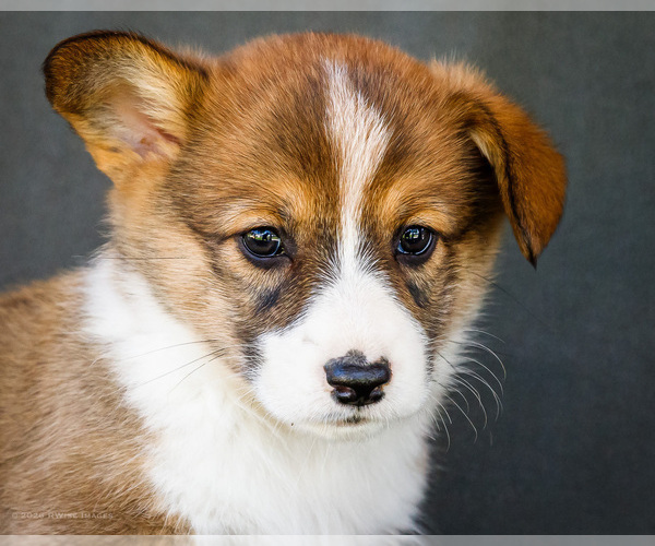 Medium Photo #9 Pembroke Welsh Corgi Puppy For Sale in WAKARUSA, IN, USA