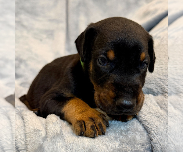 Medium Photo #17 Doberman Pinscher Puppy For Sale in LAKELAND, FL, USA