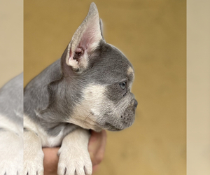 French Bulldog Puppy for sale in SAN FRANCISCO, CA, USA