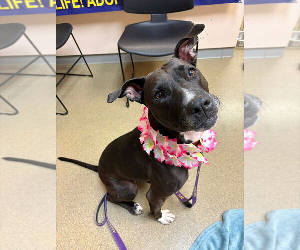 Medium Photo #10 American Staffordshire Terrier-Labrador Retriever Mix Puppy For Sale in Sayreville, NJ, NJ, USA